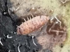 Porcellio scaber