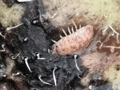 Porcellio scaber