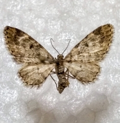 Eupithecia tantillaria