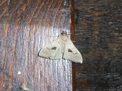 Mecyna asinalis