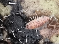 Porcellio scaber
