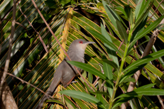 Coccyzus longirostris