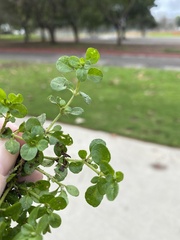Polycarpon tetraphyllum