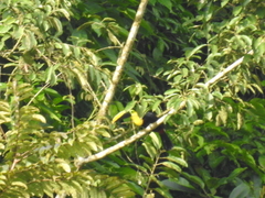 Ramphastos brevis