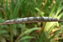 Parallelia bistriaris