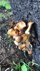 Omphalotus olivascens