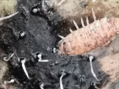 Porcellio scaber