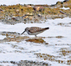 Calidris minuta