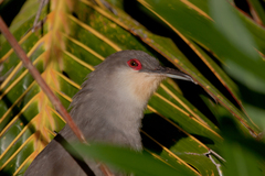 Coccyzus longirostris