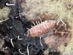 Porcellio scaber