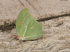 Anteos maerula