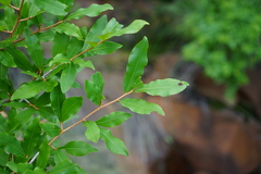 Ochna maguirei