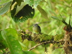 Leptopogon superciliaris