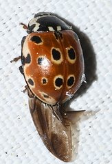 Anatis ocellata