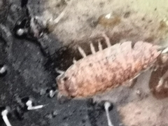 Porcellio scaber