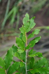 Ochna maguirei