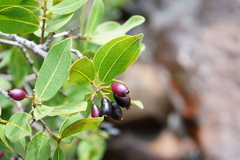 Syzygium × intermedium