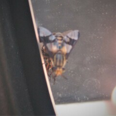 Chrysops pallidefemoratus