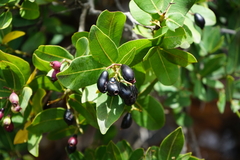 Syzygium × intermedium
