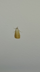Scirpophaga