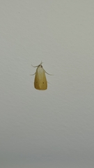 Scirpophaga