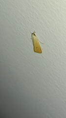 Scirpophaga