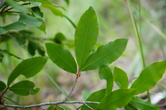 Ochna maguirei
