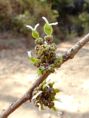 Holoptelea integrifolia