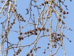 Holoptelea integrifolia