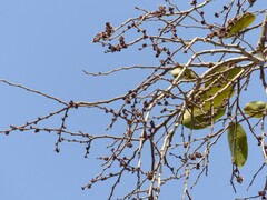 Holoptelea integrifolia