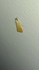 Scirpophaga