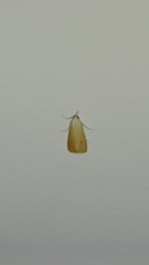 Scirpophaga