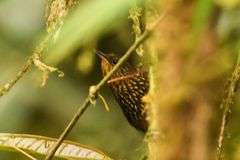 Premnoplex brunnescens