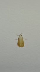 Scirpophaga