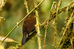 Premnoplex brunnescens