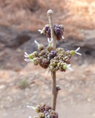 Holoptelea integrifolia