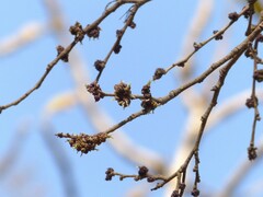 Holoptelea integrifolia