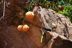 Ancylobothrys capensis