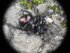 Sericotrupes niger