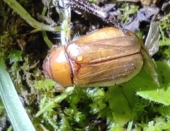 Amphimallon solstitiale