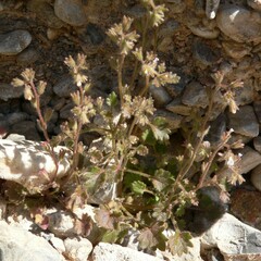 Phacelia rotundifolia