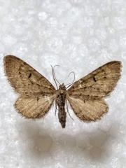 Eupithecia intricata