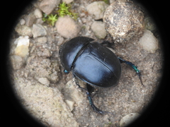 Sericotrupes niger