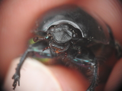Sericotrupes niger