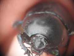 Sericotrupes niger