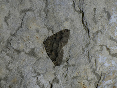 Triphosa dubitata