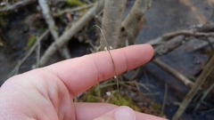 Scutellaria galericulata
