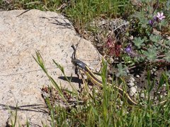 Thamnophis elegans elegans