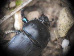 Sericotrupes niger