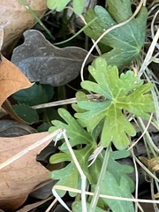 Geranium carolinianum
